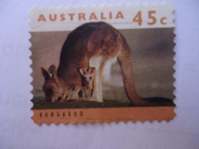 Kangaroo.