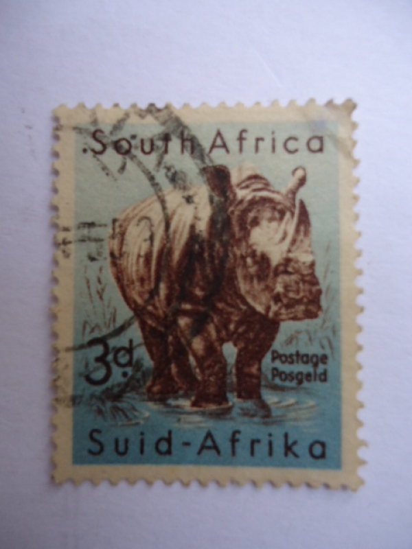 Suid-Afrika- Animales Salvajes-Rinoceronte.