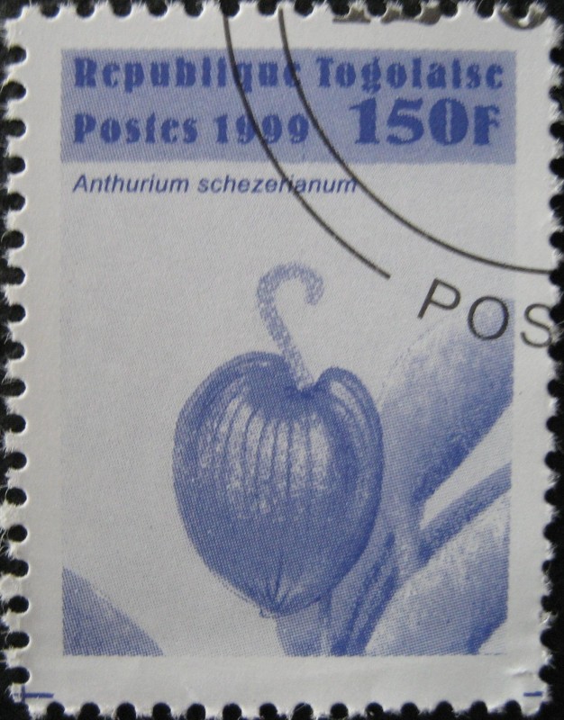 Anthurium schezerianum