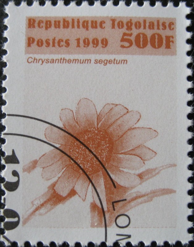 Chrysanthemum segetum