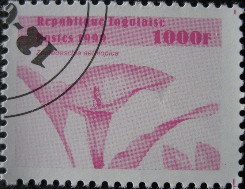 Zantedeschia aethiopica