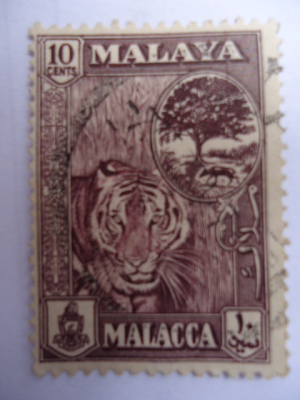 Tigre de Malasia.