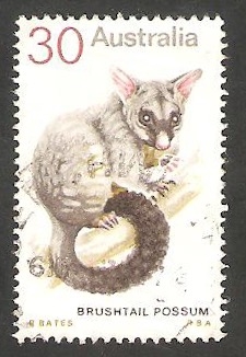 529 - Animal de Australia, bruhtail possum