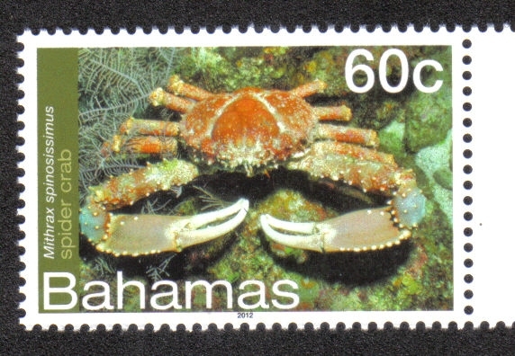 Bahamas Vida Marina