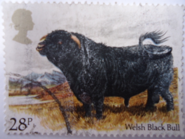 Welsh Black Bull (Bos Primigenius taurus) - Serie: Ganado Británico.- Toro Negro Galés.