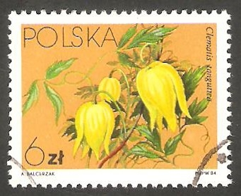 2719 - Flor clematis tangutica