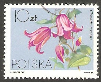 2720 - Flor clematis textensis