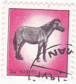 caballo- AJMAN