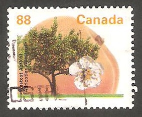 1358 - Árbol frutal de Canadá