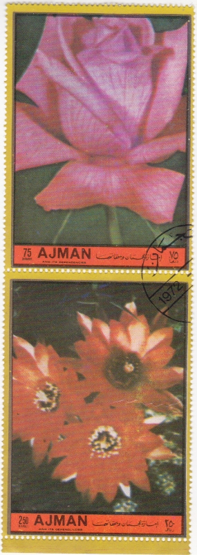 flores- AJMAN