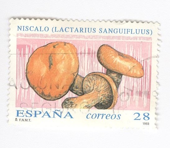 Edifil 3247.Niscalo ( Lactarius Sanguifluus)