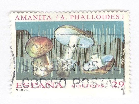 Amanita ( A.Phalloides)