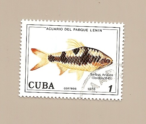 PECES  - Acuario del Parque Lenin  -  Barbus Arulius