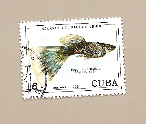 PECES - Acuario del Parque Lenin - Guppy(Poecilia Reticulata)