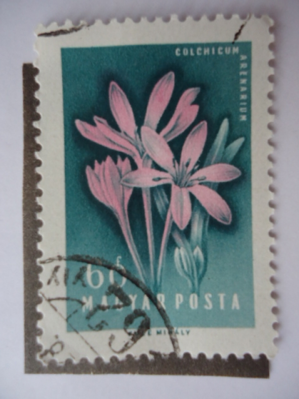 Colchicum Arenarium.