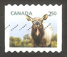 Wapiti, ciervo canadiense