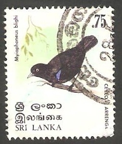 Ave de Sri Lanka