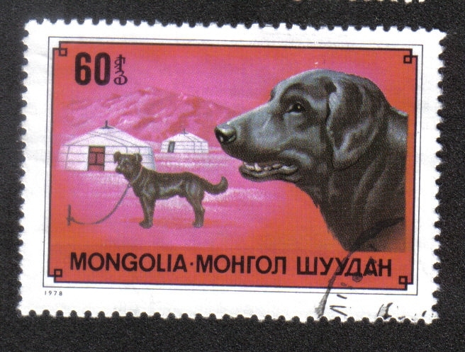 Mongol hausdog