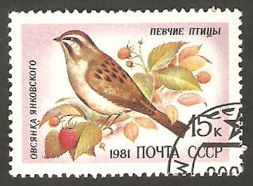 4840 - Pájao cantor, emberiza jaukowski