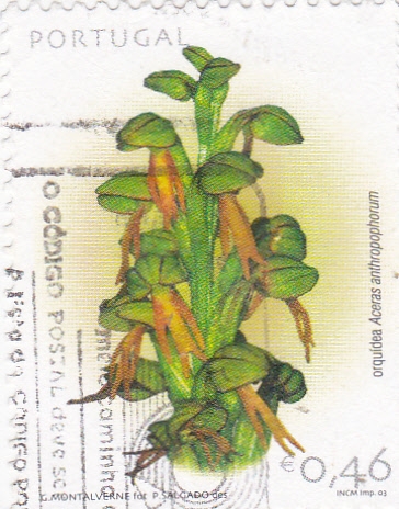 flor-orquidia