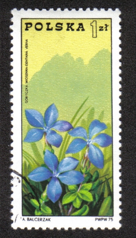 Gentiana verna - Montes Tatras