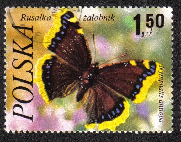 Mariposas