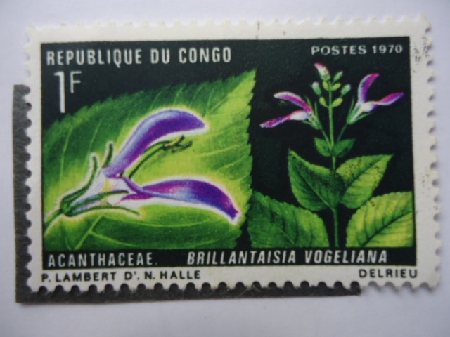 Acanthaceae - Brillantaisia vogeliana.