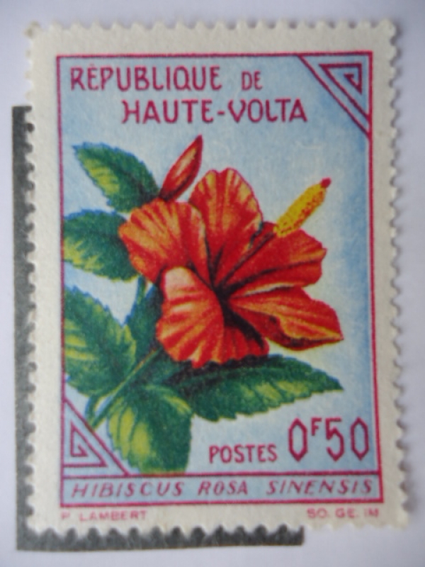Flores - Hibiscus RosA  Sinensis