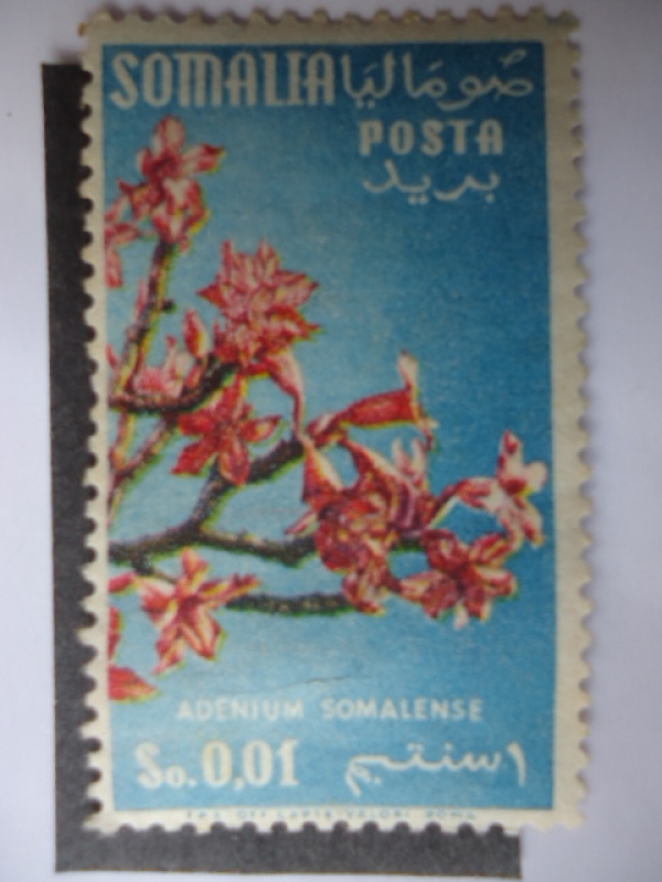 Flor Somalense. Adenium Somalense.