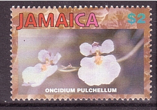 serie- Orquídeas