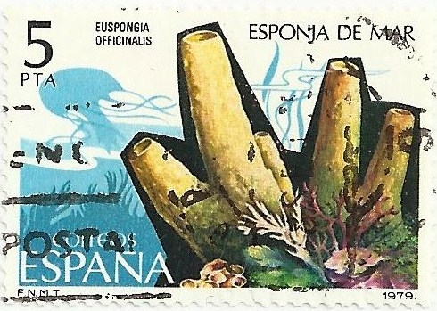 (88). FAUNA INVERTEBRADOS. ESPONJA DE MAR. Spongia officinalis. EDIFIL 2531