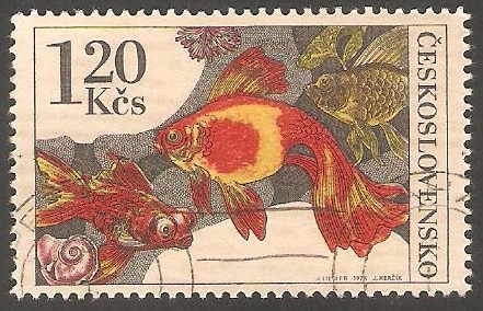  2107 - Pez de acuario, Carassius auratus