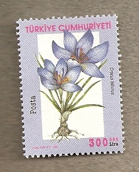 Flor Croccus biflora