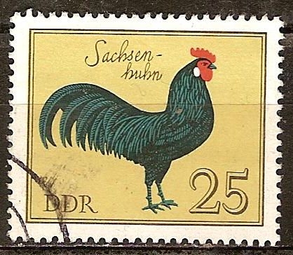 Razas Avícolas.Pollo Sajonia(DDR).