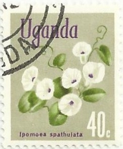 FLORA NATIVA. Ipomoea spathulata. YVERT UG 87