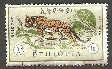 100 - Leopardo
