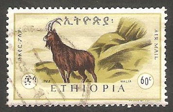 103 - Cabra montesa