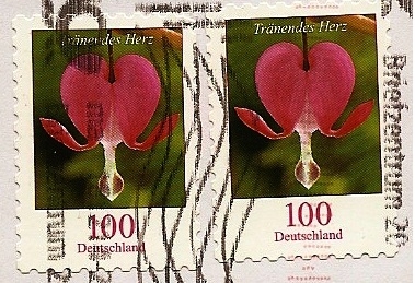 Dicentra - Corazón sangrante