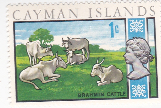 Toros Brahman- ISLAS CAIMÁN