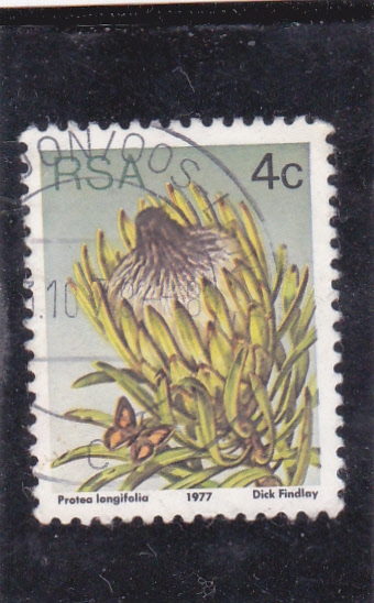 flora- Protea longifolia