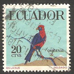 644 - Cardenal, ave tropical