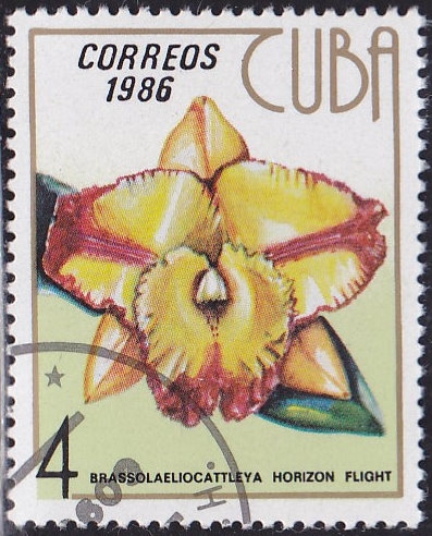 Orquidea