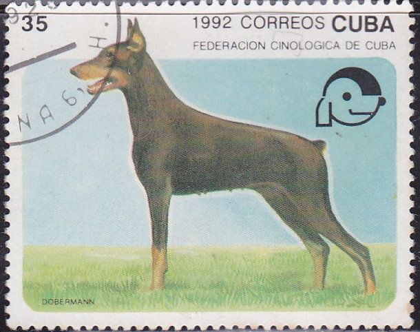 Perro - Dobermann