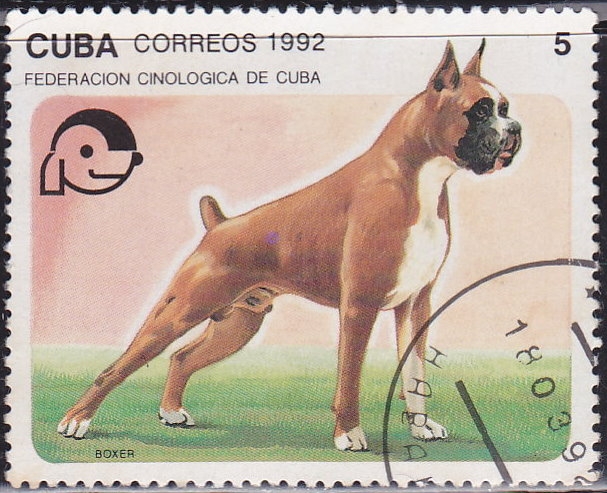 Perro - Boxer