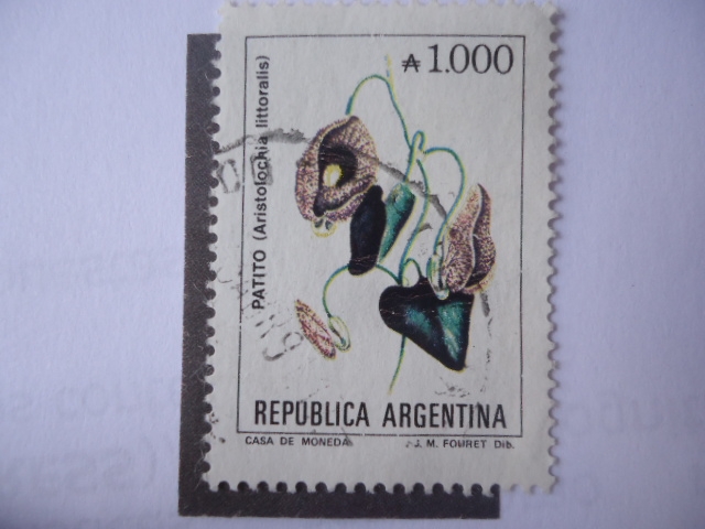Patito -Aristolocria Littoralis.