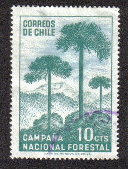 Campaña Nacional Forestal