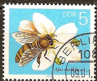 La abeja de la miel.Apis mellifera L. en una flor de la fruta(DDR).