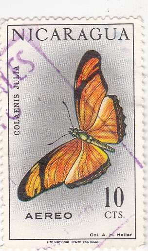 mariposa