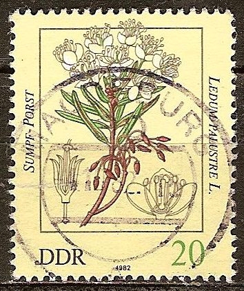 Las plantas venenosas-té labrador, Ledum palustre-DDR.