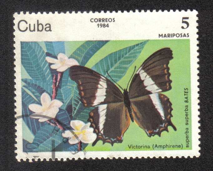 Fauna
